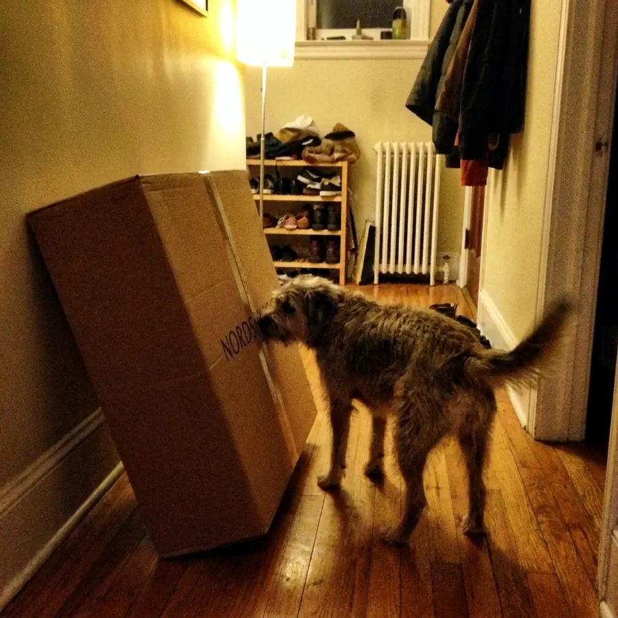 Kvalitetskontroll ved husets hund.